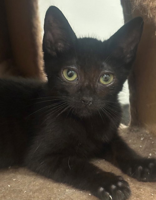 Tiny, a cat for adoption from Doggie Protective Services
