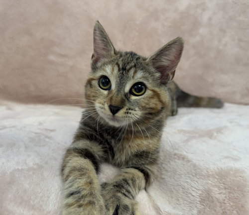 Cafe Con Leche: Honey, a cat for adoption from Doggie Protective Services