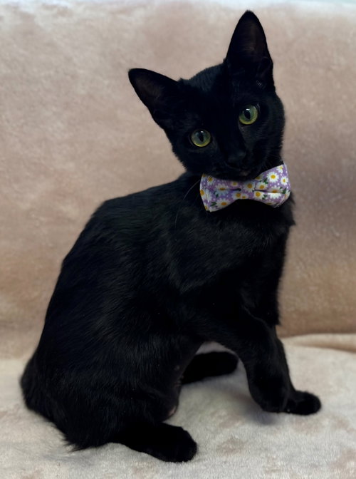 Cafe Con Leche: Lavender, a cat for adoption from Doggie Protective Services