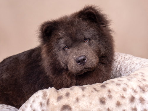 Crab Rangoon, a dog for adoption from Doggie Protective Services