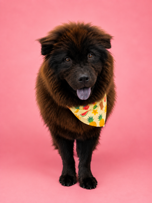 Orange Chicken, a dog for adoption from Doggie Protective Services