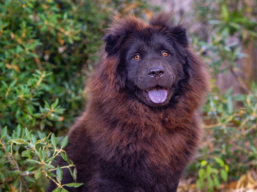 Orange Chicken, Chow Chow (long coat)