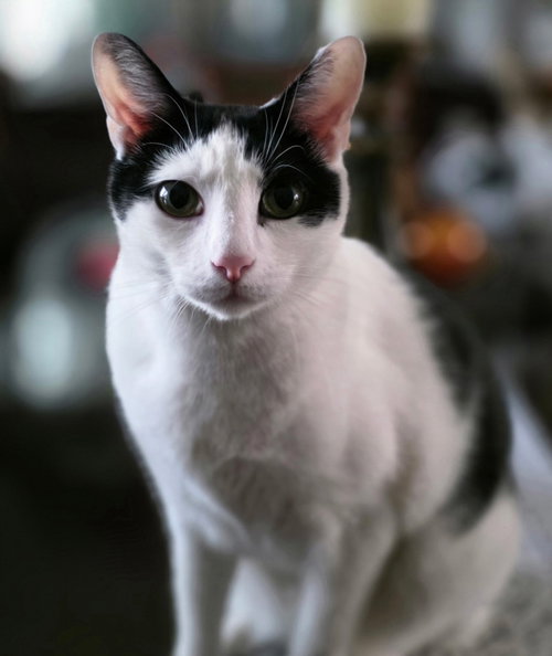 Tom, a cat for adoption from Doggie Protective Services