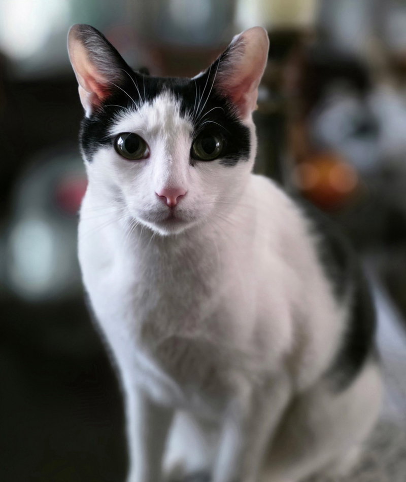 Tom, an adult male Turkish Van cat up for adoption