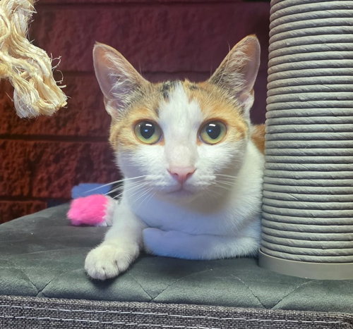 Miki, a cat for adoption from Doggie Protective Services