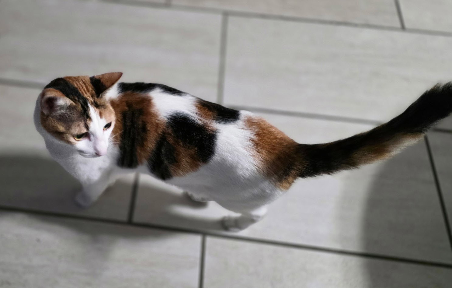 Miki, photo 2