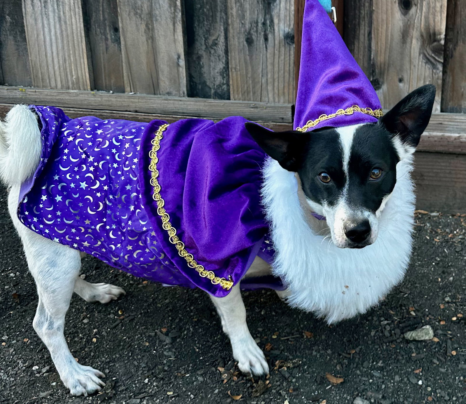 Wizard