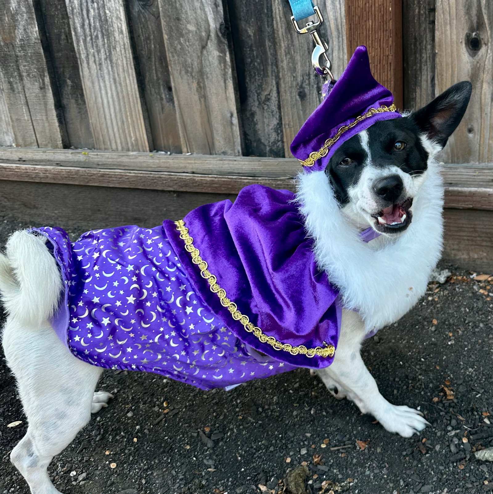 Wizard, photo 2