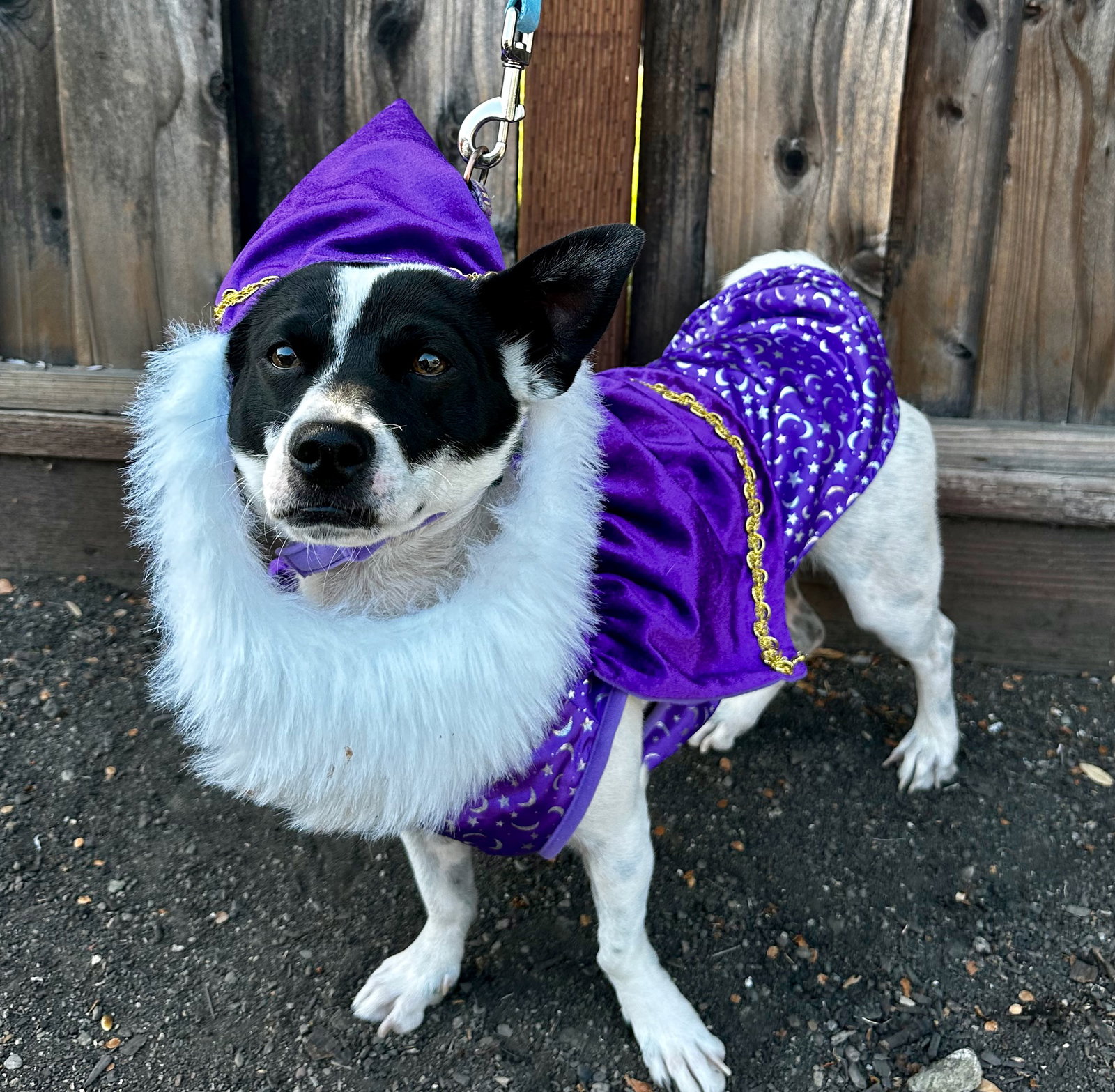 Wizard, photo 3