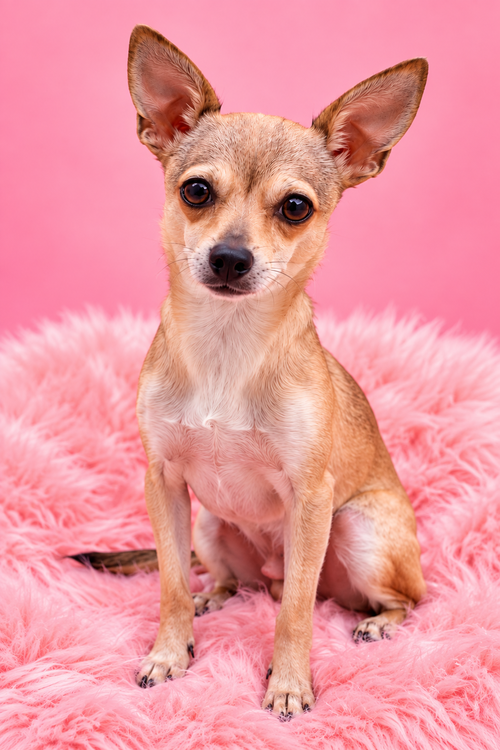 Chalupa, a dog for adoption from Doggie Protective Services