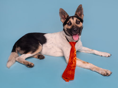 Ty, Australian Cattle Dog/Blue Heeler / Mixed (short coat)