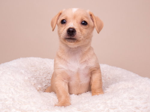 Discount: TJ Maxx, a dog for adoption from Doggie Protective Services