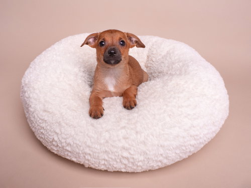 Discount: Walmart, a dog for adoption from Doggie Protective Services