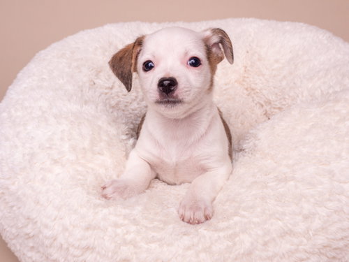 Discount: Ross, a dog for adoption from Doggie Protective Services