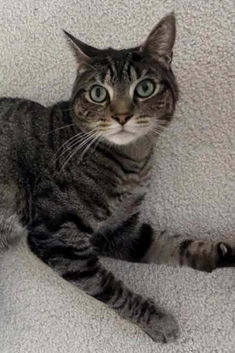 Hudson, a cat for adoption from Doggie Protective Services