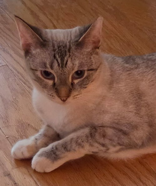 Pretty Girl, a cat for adoption from Doggie Protective Services