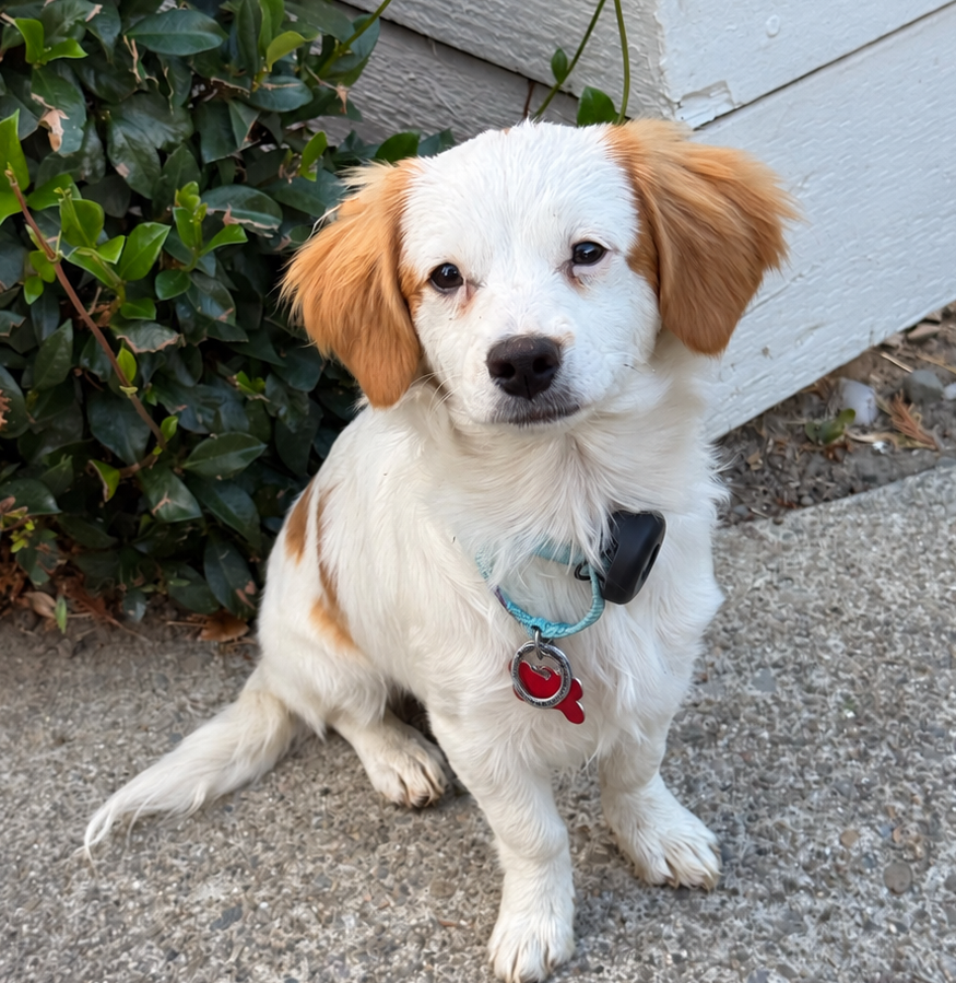 Cayenne, Cavalier King Charles Spaniel