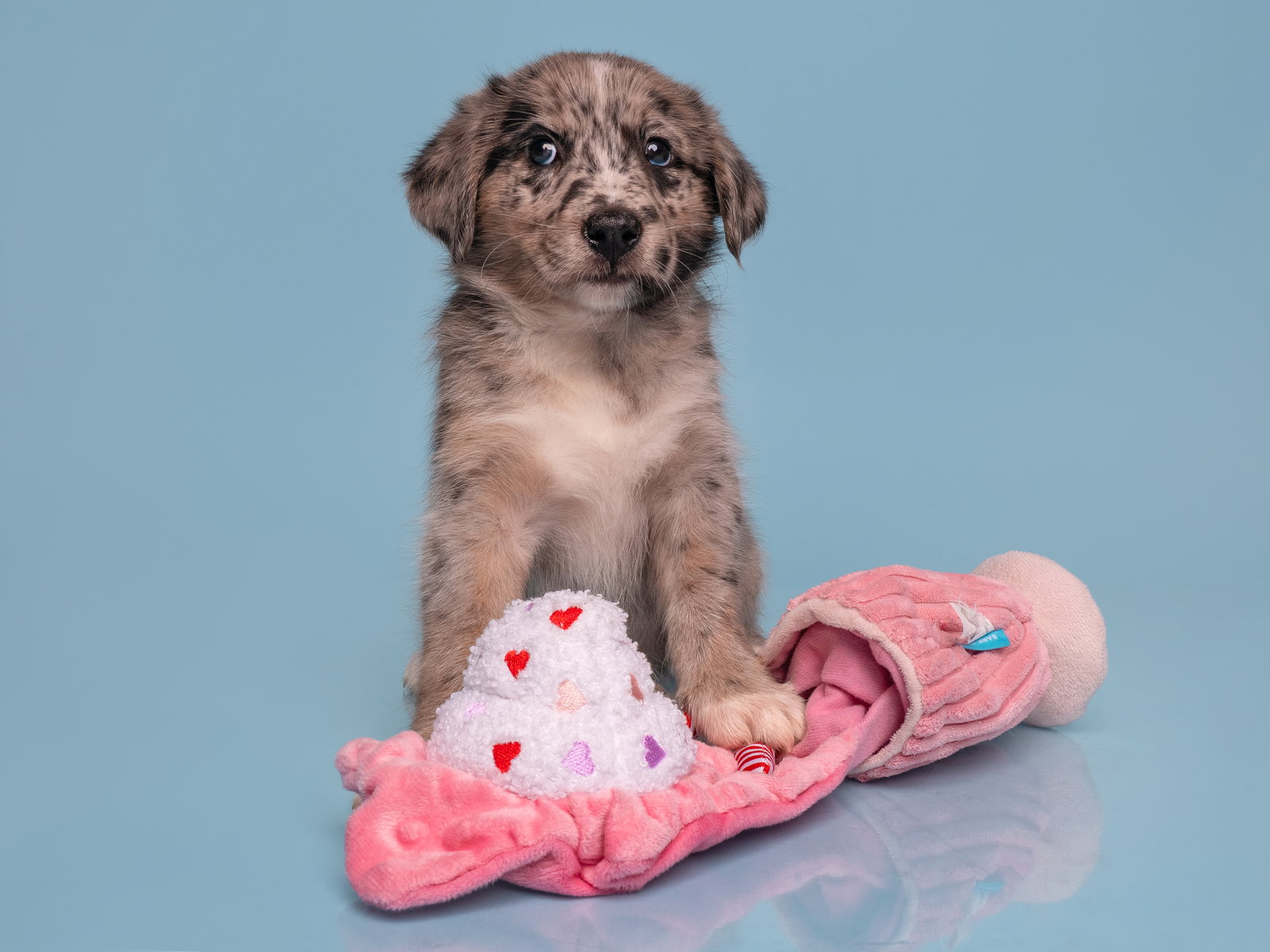 Date: Bumble, Australian Shepherd