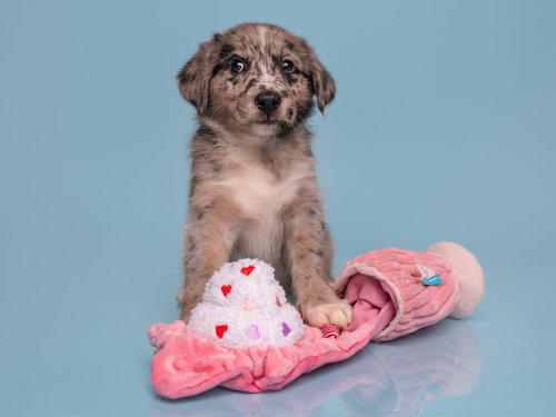 Date: Bumble, a dog for adoption from Doggie Protective Services