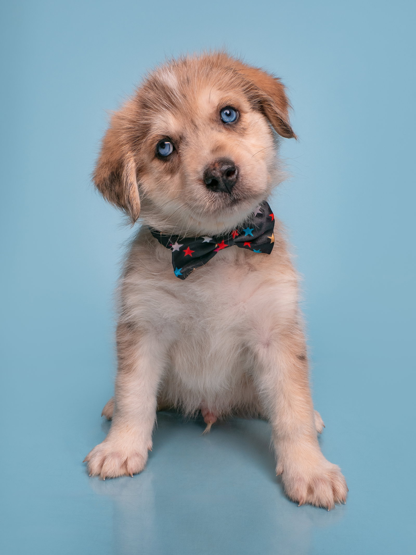 Date: Farmer, Australian Shepherd