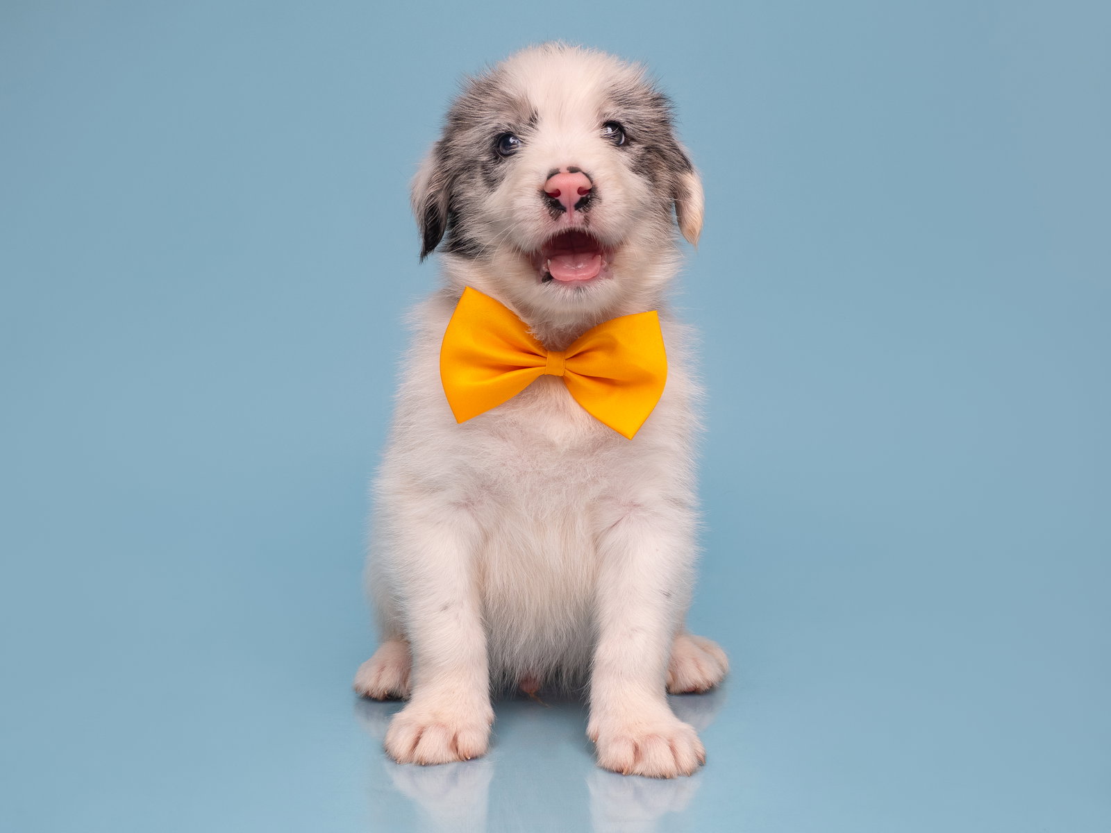 Date: OKCupid, Australian Shepherd