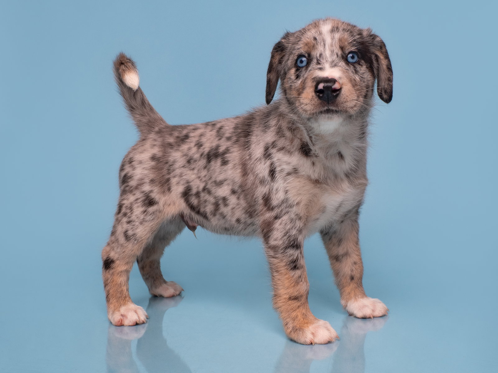 Date: Hinge, Australian Shepherd
