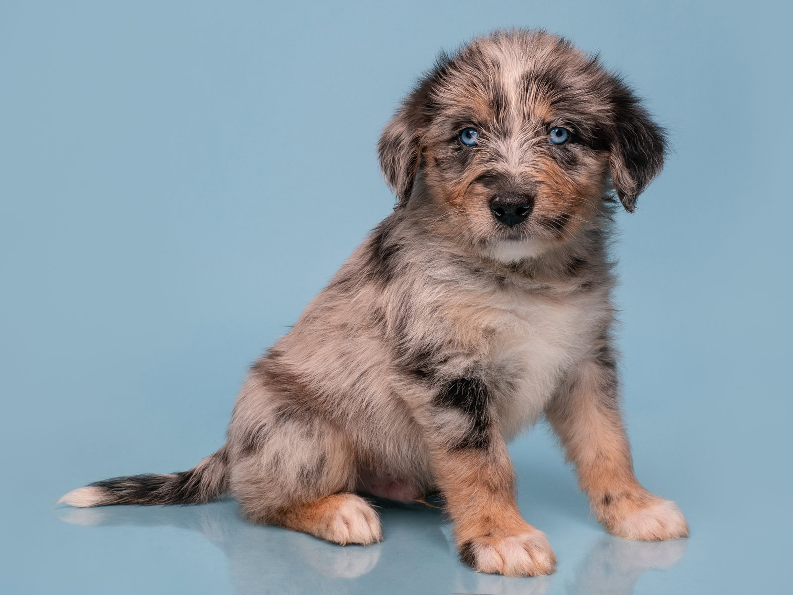 Date: E Harmony, Australian Shepherd