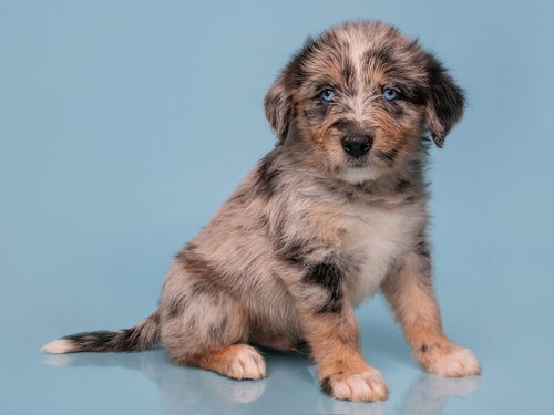 Date: E Harmony, a dog for adoption from Doggie Protective Services