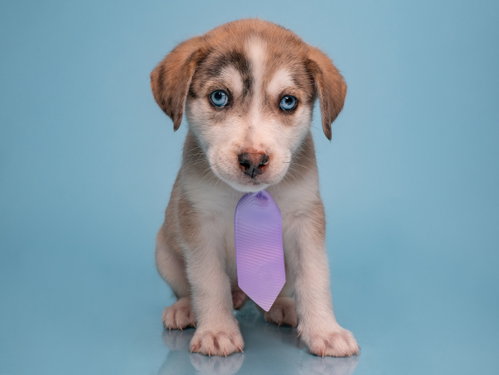 Date: Plenty of Fish, a dog for adoption from Doggie Protective Services
