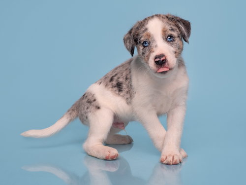 Date: Tinder, a dog for adoption from Doggie Protective Services