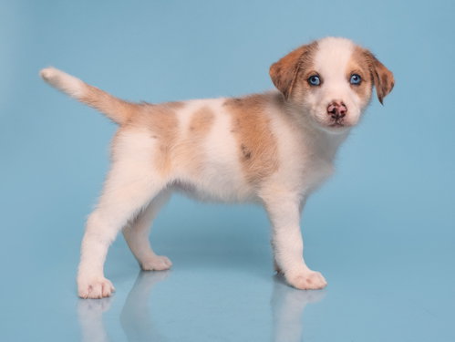 Date: Coffee Meets Bagel, a dog for adoption from Doggie Protective Services