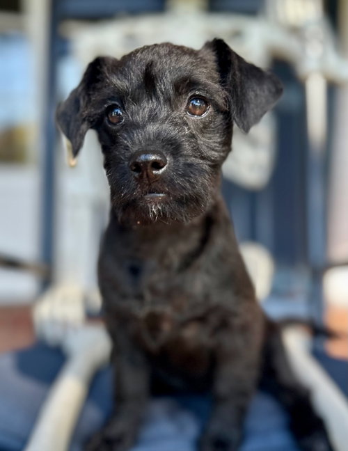 Infinity, Miniature Schnauzer / Patterdale Terrier (Fell Terrier) / Mixed (short coat)