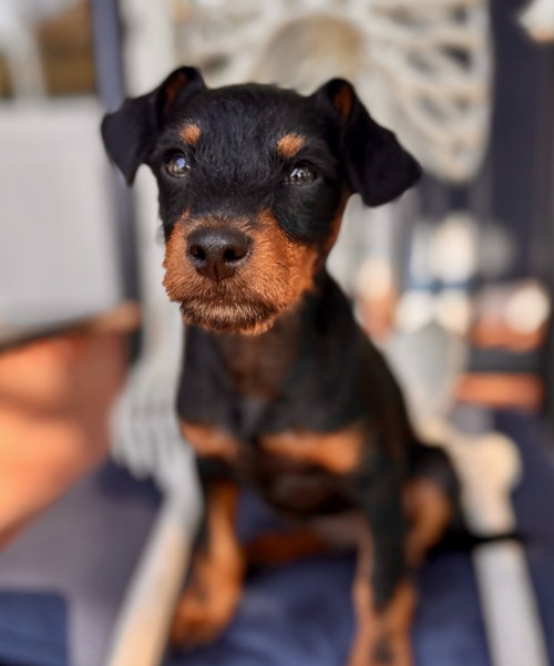 Beyond, Miniature Schnauzer / Patterdale Terrier (Fell Terrier) / Mixed (short coat)
