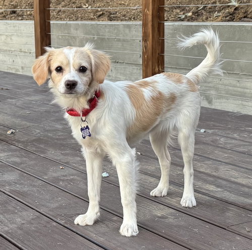 Acadia, Cavalier King Charles Spaniel / Mixed (medium coat)