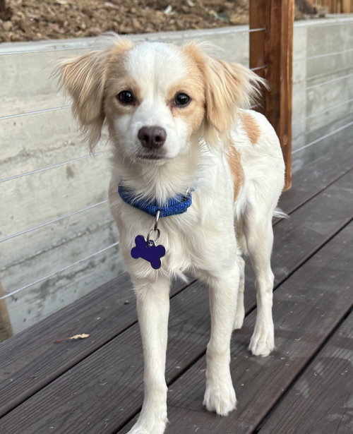 Prelude, Cavalier King Charles Spaniel / Mixed (medium coat)