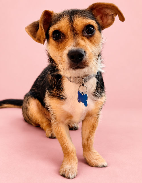 Gracie, Border Terrier / Parson Russell Terrier / Mixed (medium coat)