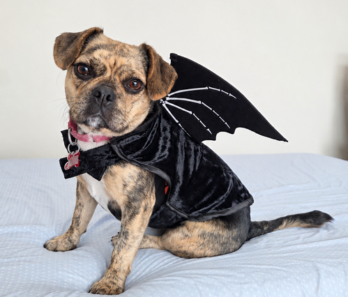 Rotisserie, Pug / Mixed (short coat)