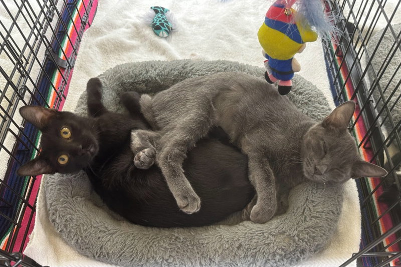 Daisy & Minnie, female Russian Blue cats up for adoption