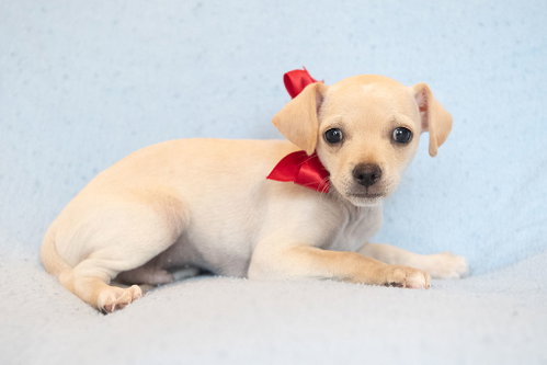 Jiggle: Custard, Chihuahua / Mixed (short coat)