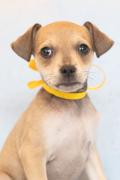 Jiggle: Pudding, Chihuahua / Mixed (short coat)