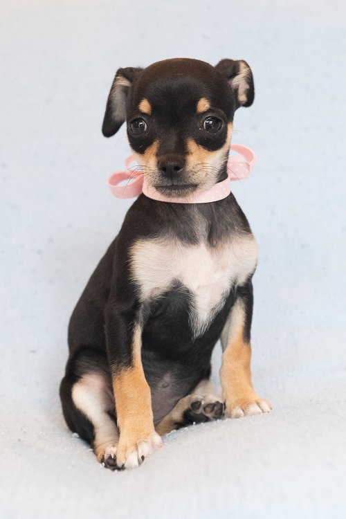 Jiggle: Panna Cotta, Chihuahua / Mixed (short coat)
