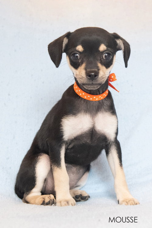 Jiggle: Mousse, Chihuahua / Mixed (short coat)