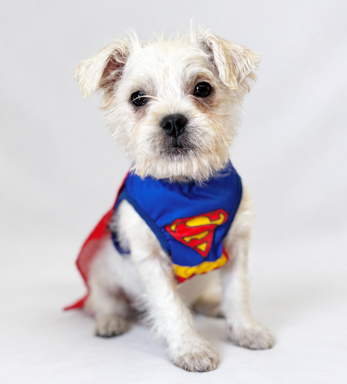 Boat: Catamaran, Maltese / Poodle (Miniature) / Mixed (medium coat)