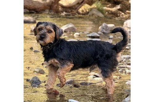 Powerpoint, Miniature Schnauzer / Border Terrier / Mixed (medium coat)