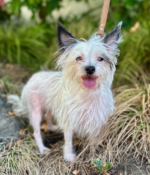 Stellaluna, Chinese Crested-Powder Puff / Yorkshire Terrier Yorkie / Mixed (medium coat)