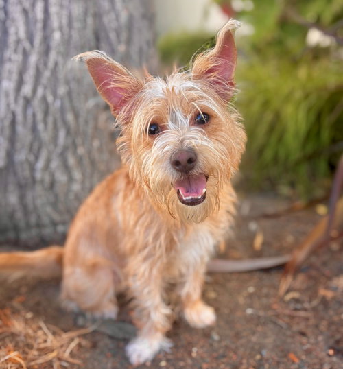 Gibberish, Cairn Terrier / Mixed (medium coat)