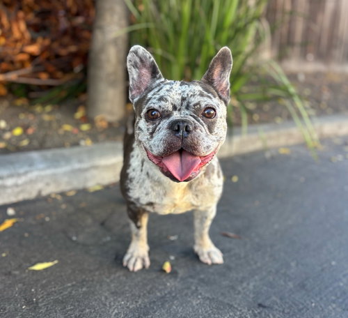 Big Gulp, French Bulldog (short coat)