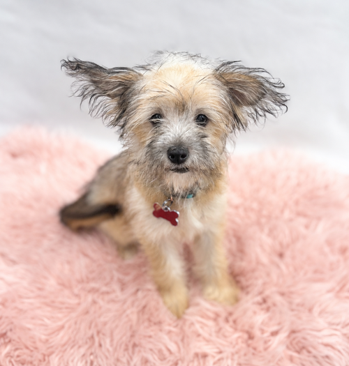 Chuckles, Cairn Terrier / Mixed (medium coat)