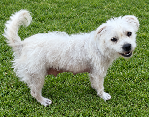 Marina, Maltese / West Highland White Terrier Westie / Mixed (medium coat)