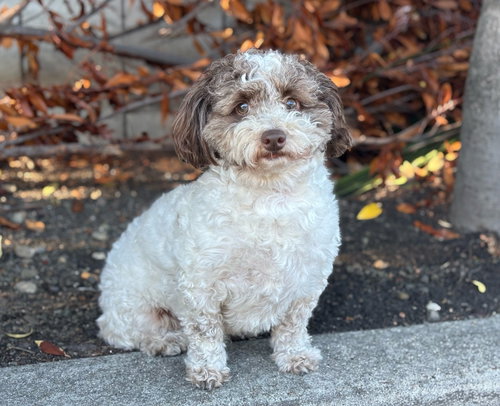 Mikki, Havanese / Poodle (Miniature) / Mixed (long coat)